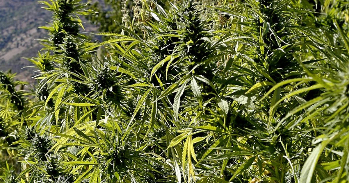 Германската полиция разби днес международна наркобанда с участието и на