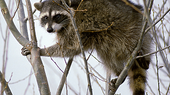 Броят на енотите улавяни всяка година в района на Токио