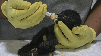 В Мексико е толкова горещо че маймуни падат мъртви от