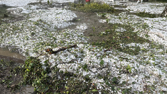 Община Нова Загора обяви бедствено положение след опустошителна градушка която падна вечерта на