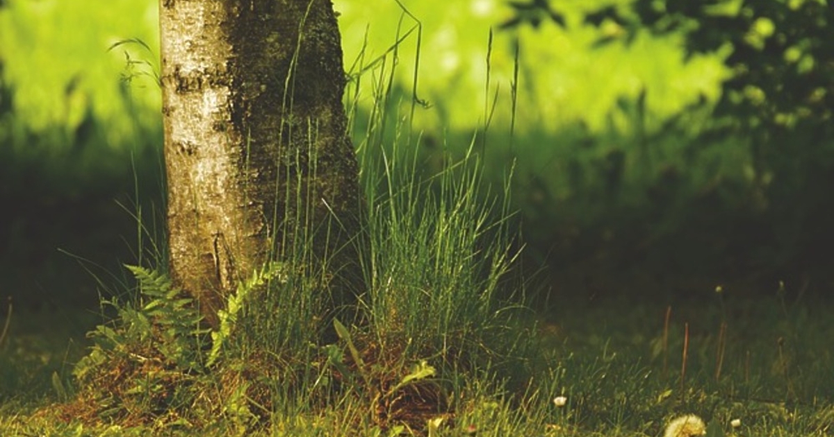 Живият организъм с най-голям геном не е нито синият кит,