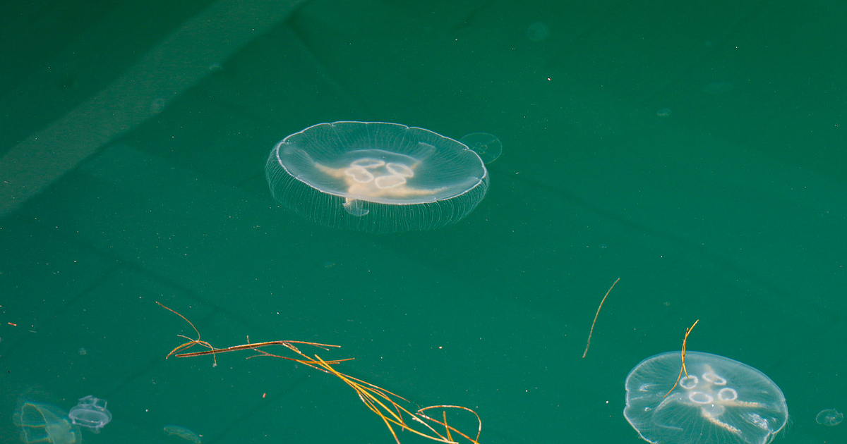 С висока концентрация на медузи в Черно море ни плаши