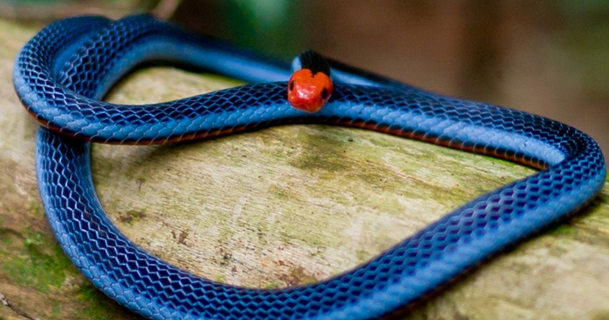 В Тайланд мъж е ухапал змия, която го нападнала, вярвайки