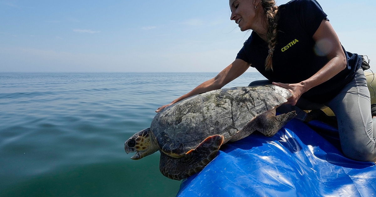 В Адриатическо море се е образувала морска слуз на много