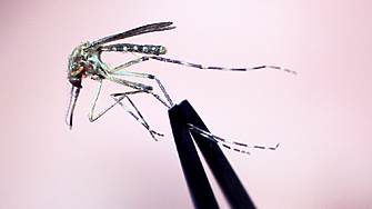 Първи жертви на западнонилска треска у нас Двама души са