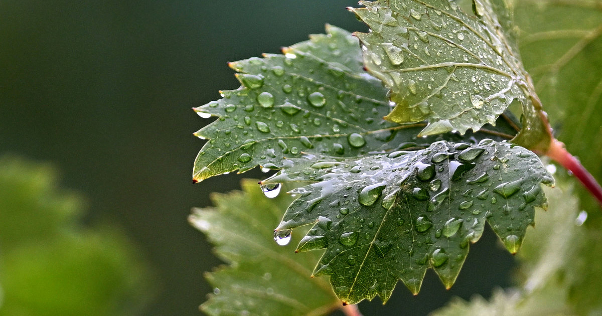 Атмосферното налягане е близко до средното за месеца и ще