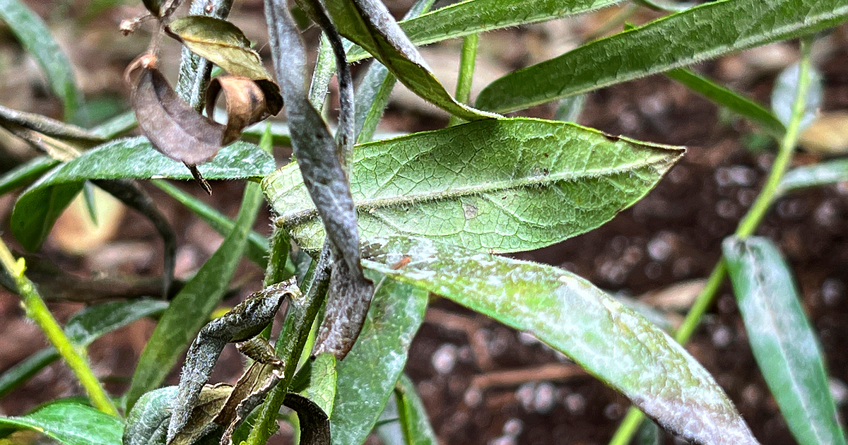 Обявен е жълт код за ниски температури в три области -