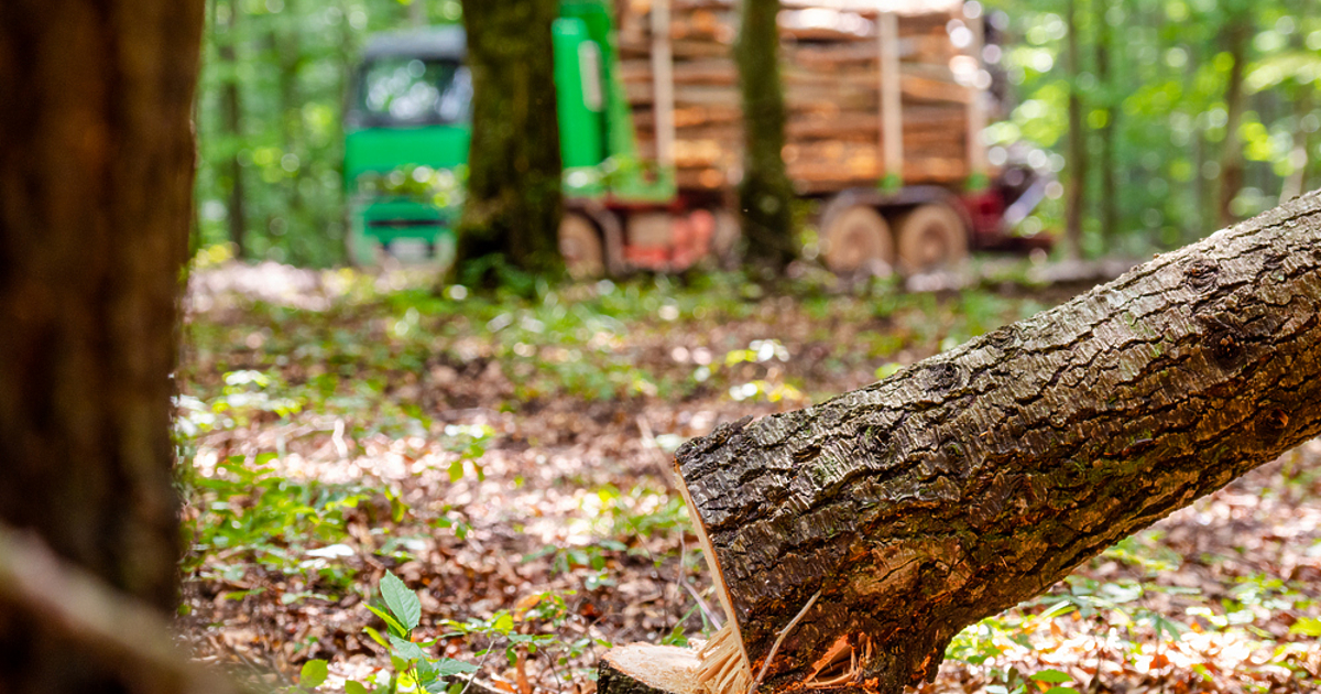 Днес съдът в Никопол ще се произнесе по мярката за