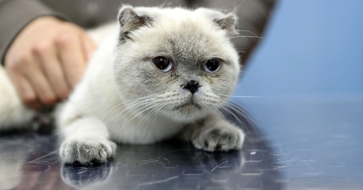 Унгарски учени от университета Йотвьош Лоранд в Будапеща са установили