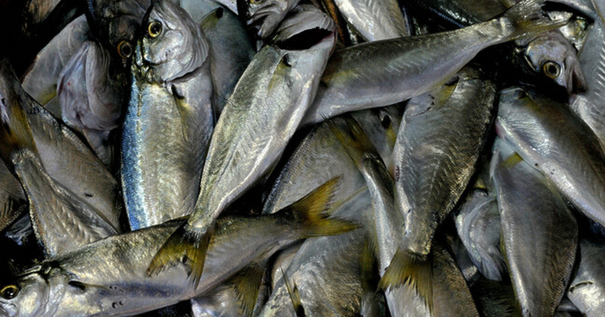 Рибата, главно паламудът, са най-купуваната стока в момента от българските