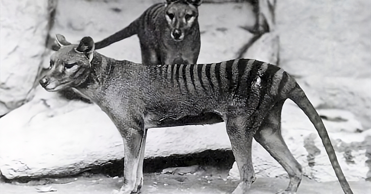 Тасманийският тигър, известен още като тилацин, може скоро да бъде