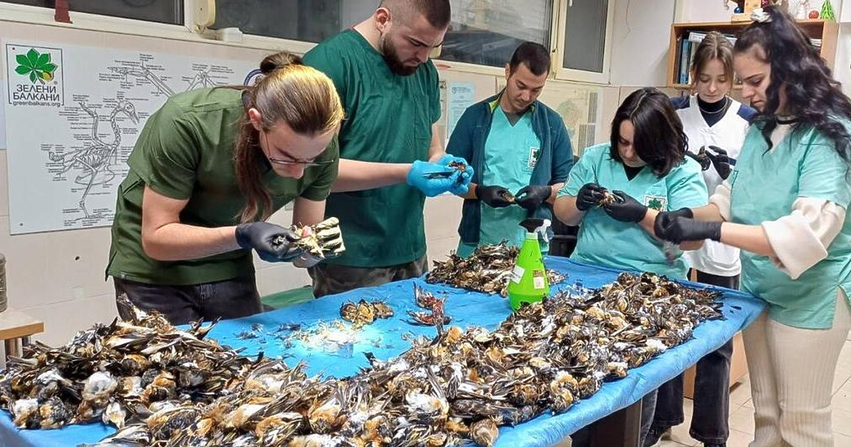 Птиците не са починали от фойерверките в новогодишната нощ.Това каза