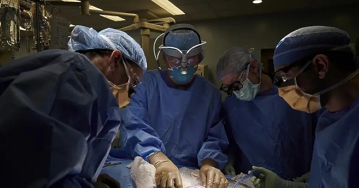 Американка, на която е трансплантиран свински бъбрек, живее с присадения