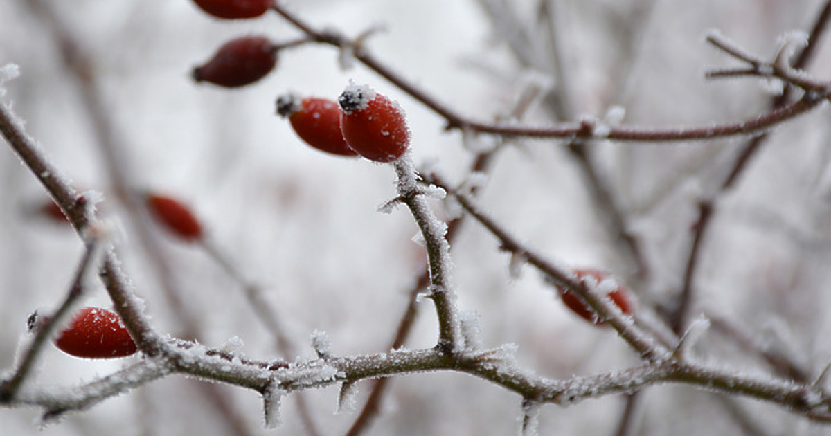 До сряда времето ще бъде мразовито с температури до минус 8, минус