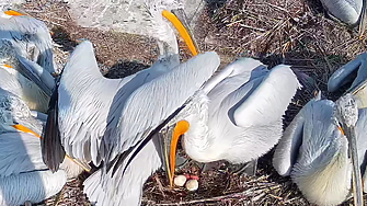 Радостна новина от защитена местност Калимок Бръшлен – вчера се
