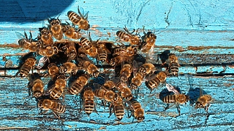 Пчеларството в България навлиза в нова особено тревожна фаза Само