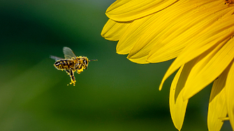 Почти цялата предстояща седмица ще е с усещане за пролетно