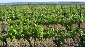 Европейската комисия ще позволи на страните членки на ЕС да