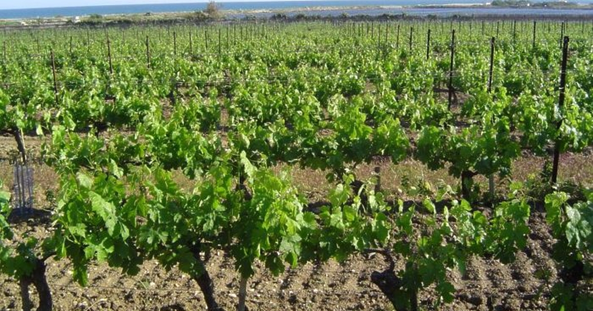 Европейската комисия ще позволи на страните членки на ЕС да