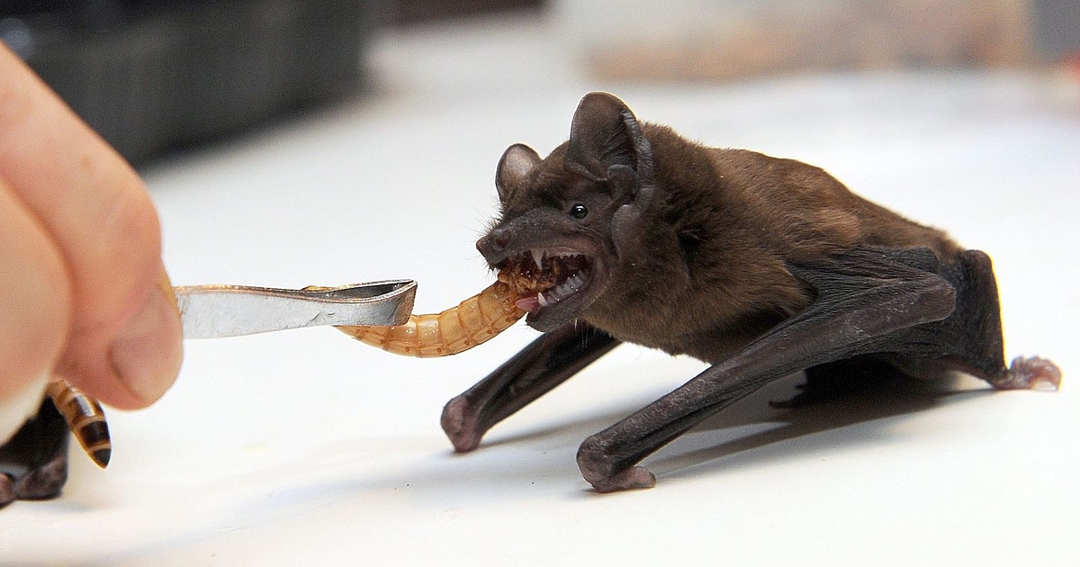 Клетките на прилепите могат да се борят със смъртоносни човешки