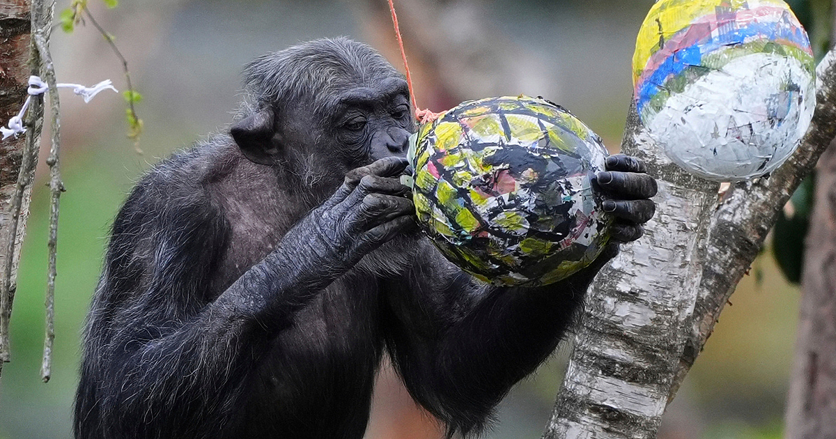 Екип от университета в Екзитър е заснел шимпанзета, които се