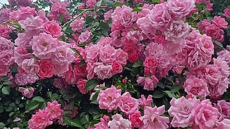 През последните пет десетилетия Халафалах ал Талхи подрязва ръчно трънливите