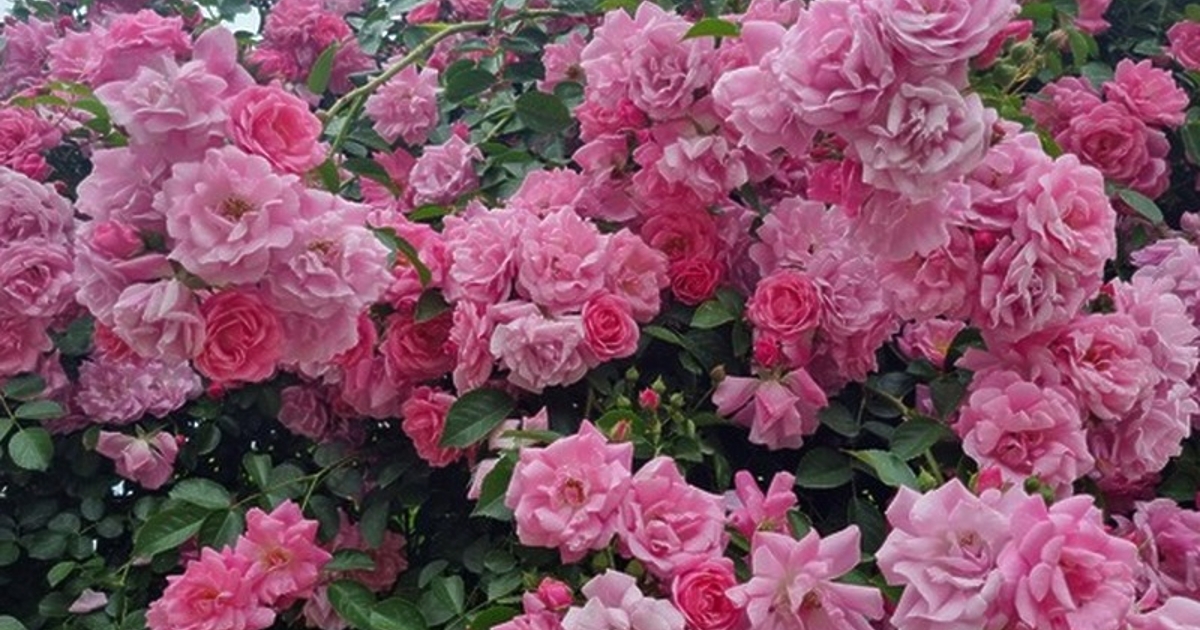 През последните пет десетилетия Халафалах ал Талхи подрязва ръчно трънливите