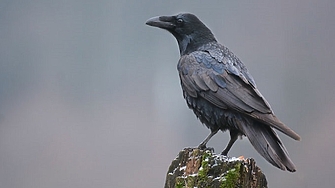 Агресивни врани нападат хора в столичната детска градина Мечо Пух  Персоналът