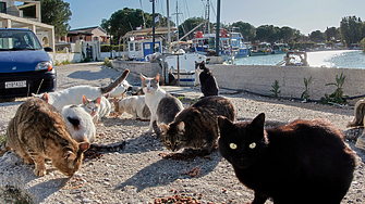 Проучване на Института за пазарни изследвания в Гърция показва че