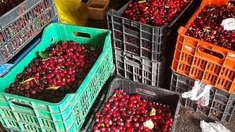 Търговци на череши са глобени заради спекулативен скок на цената