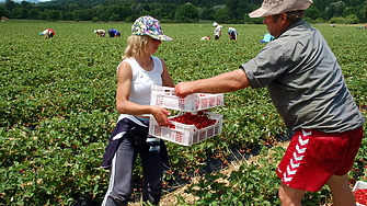Договорите със сезонните работници които земеделските производители сключват вече ще