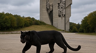 Продължават опитите за залавяне на големия хищник предполагаема пантера