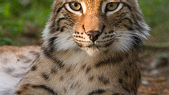 Пешеходните зони в района на Природен парк Шуменско плато включително