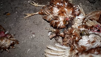 Кадри заснети под прикритие в българска ферма показват ужасяващи условия