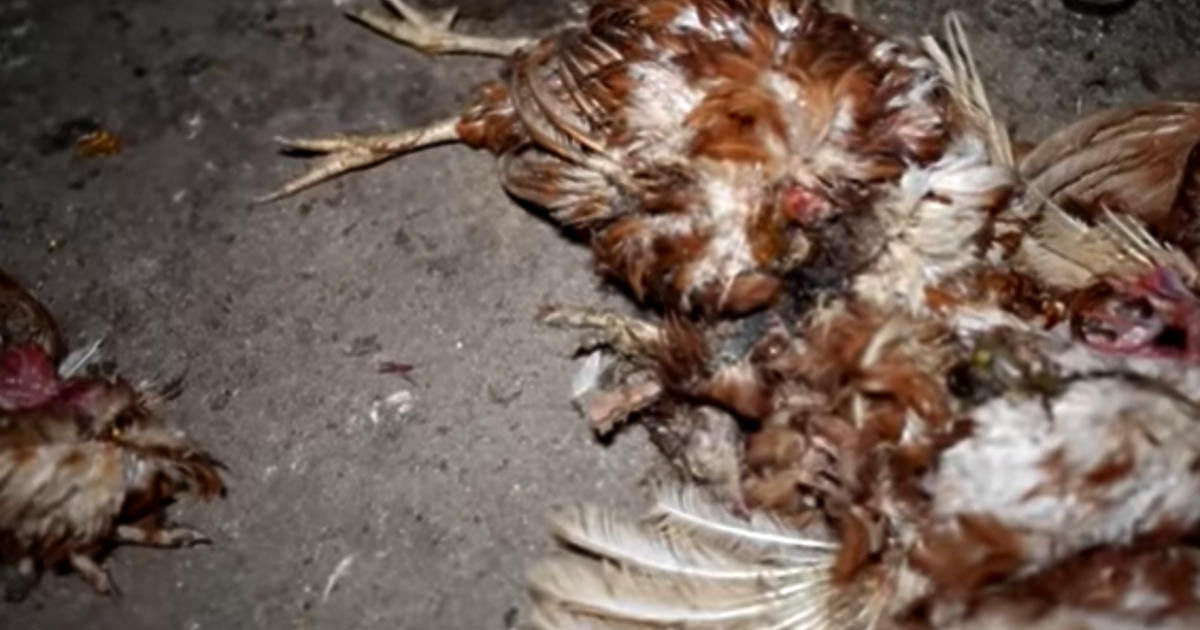 Кадри, заснети под прикритие в българска ферма, показват ужасяващи условия,