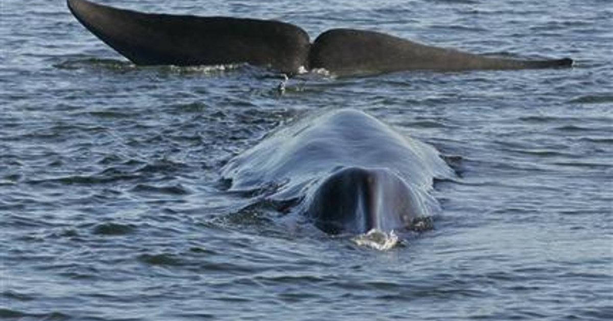 Очарователна гледка на кит, плуващ във водите в района на