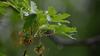Дъжд и гръмотевици предрича за днес Националният институт по метеорология и