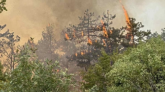 Горските пожари са една от най големите заплахи за българската природа
