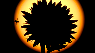 В началото на тази седмица ще отбележим пика на горещия