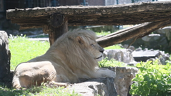 Лъв избяга от зоопарка Лайън ленд Lion Land в Манавгат