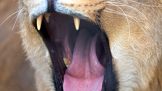 Двама районни кметове и още толкова общински съветници обявиха че