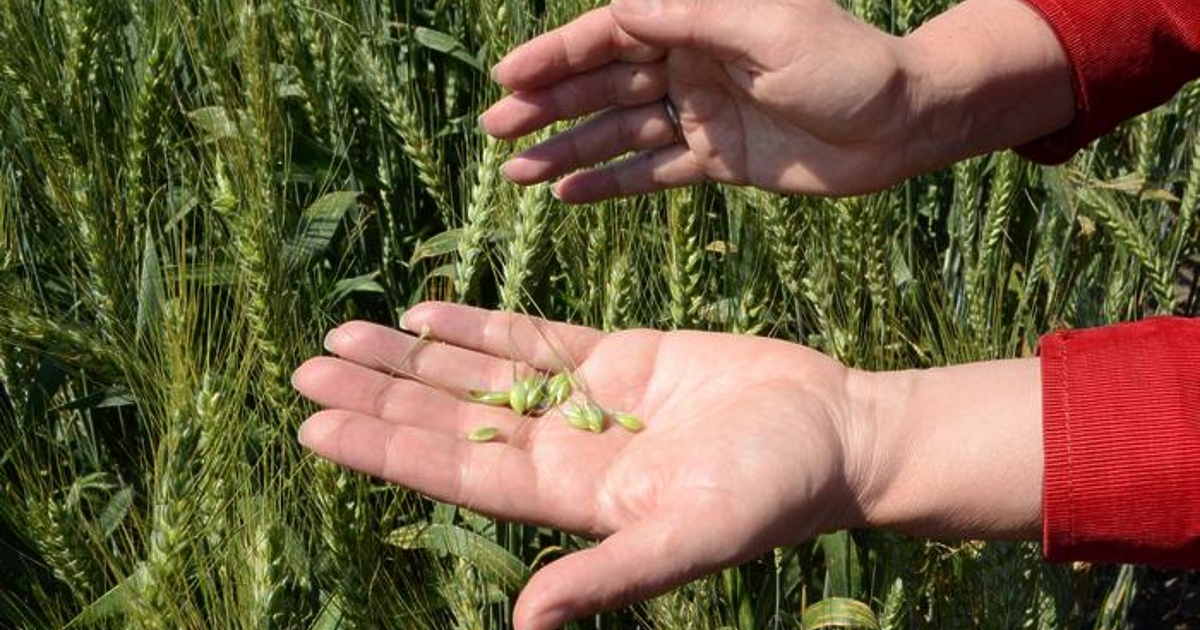 Европейската комисия разреши на страните членки на  ЕС да отпускат