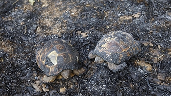Мощни горски пожар бушуват в цялата страна Много от тях