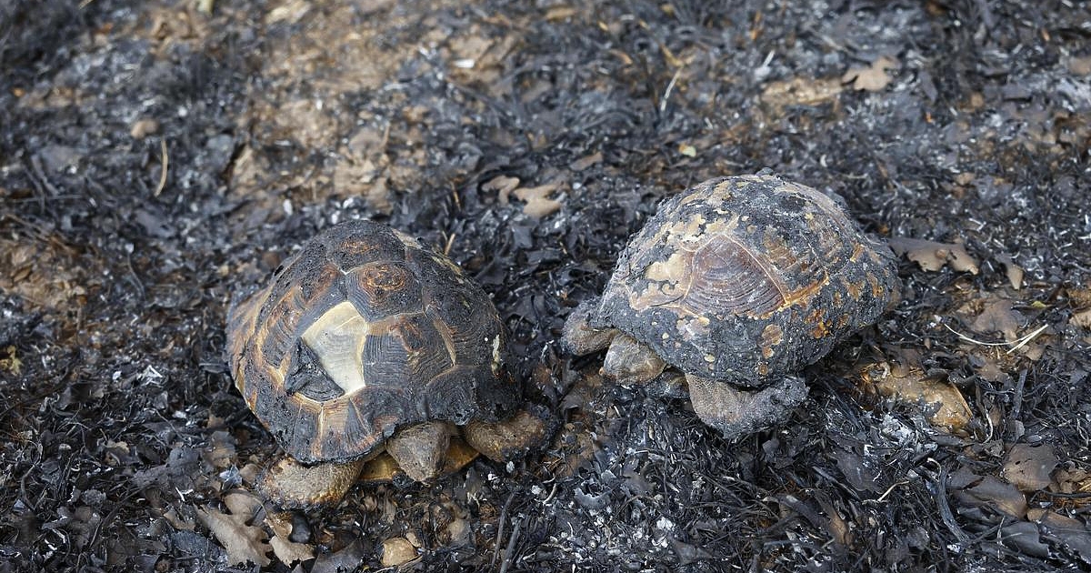 Мощни горски пожар бушуват в цялата страна. Много от тях