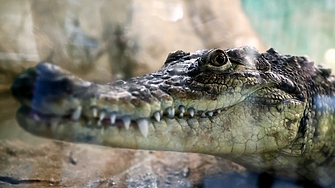 Крокодилът от столичния квартал Ботунец  е пораснал с 30 40 сантиметра за година