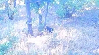 Екипи на горски служители ще претърсват и днес Шуменското плато