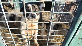 Пореден случай на безумна жестокост спрямо куче се върти из