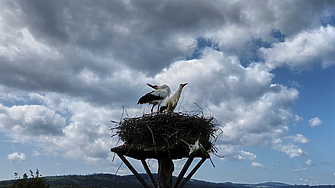 Жена в Северна Германия получи обвинение че умишлено е насочвала