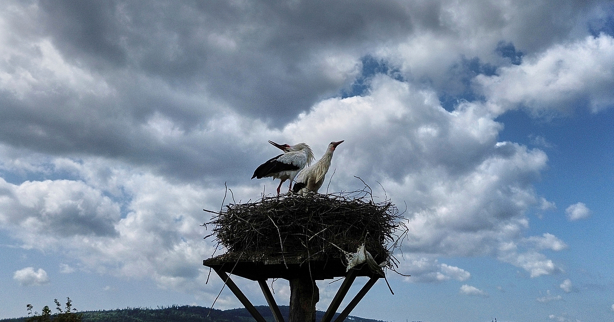 Жена в Северна Германия получи обвинение, че умишлено е насочвала