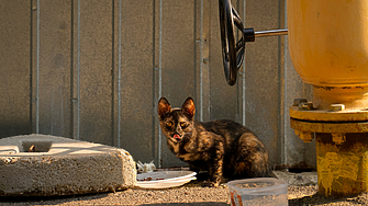 Бургаската полиция издирва мъж който е прострелял десетки котки и